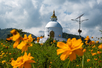 The bright orange-yellow flowers of Cosmos sulphureus, also known as sulfur cosmos and yellow cosmos, against the backdrop of the Shanti stupa in Pokhara, Nepal.