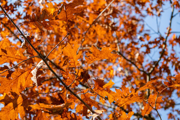 Orange Leaves in the wind