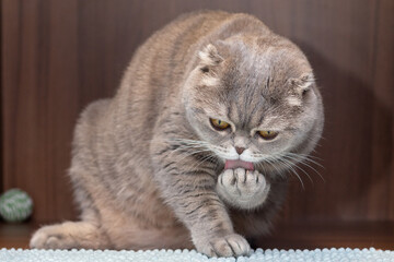 A grey Scottish fold cat wistfully licks its front paw.