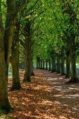 Fototapeta premium path in autumn park