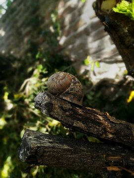 Caracol