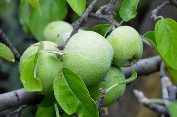
Ripe apples of the Semerynka variety grow on the branches of a tree.