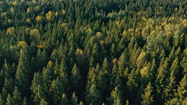 Autumn in forest aerial top view. Fall colors of mixed countryside woodland, green conifers, yellow deciduous trees. Drone flies over treetops, beautiful landscape