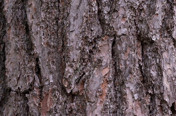 Pine Tree Bark