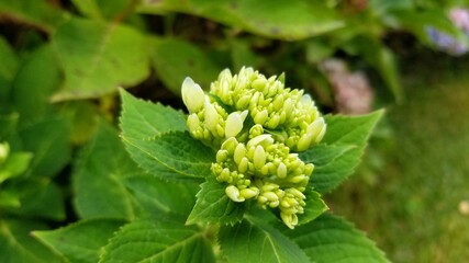 Baby hydrangea buds, green with white showing.