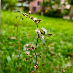 Dry Plant, Beautiful Dry Plant in Green Field