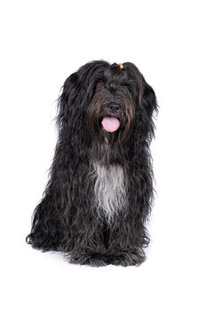 Schapendoes or Dutch Sheepdog isolated on a white background