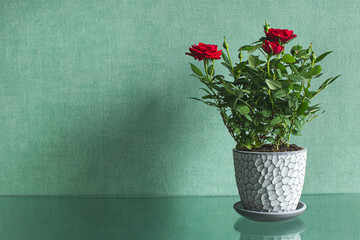 Shrub red rose in a gray flower pot on a green background and a glass table. Floristry, houseplant care concept. Flowers for Mother's Day, Birthday, Valentine's Day. Copy space.