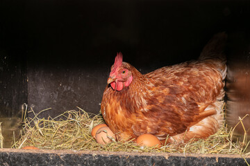 laying hen in a nest box