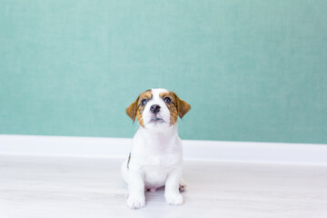 Beautiful white Jack Russell Terrier puppy with brown spots sits, looks up, on a white floor against a background of a green wall.Dog training, preparation for exhibitions.Dog day, pets day.Copy space