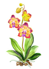 Fototapeta premium Phalaenopsis orchid with flowers, buds, stem and leaves, floral print for textiles, postcards, book illustrations, household products and other designs.