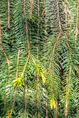 Leaves of Norway Spruce (Picea abies 'Cranstonii')