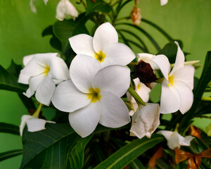 White Flower  with green leaf