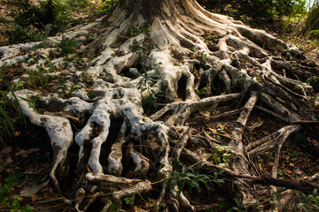 Fototapeta na wymiar roots in the forest, near Alta Gracia, Cordoba