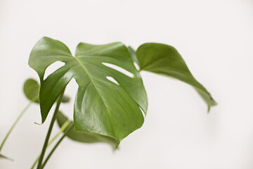 Monstera in a modern interior, the concept of minimalism