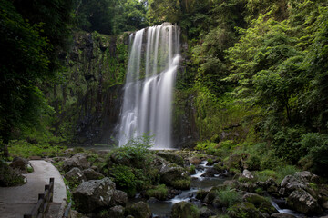 Fototapeta premium 桜滝