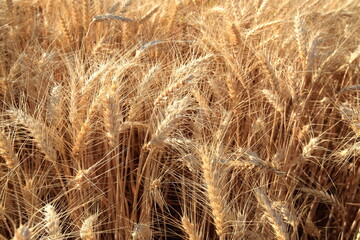 Golden Wheat Close Up in Washington-USA