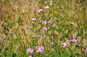 コスモスとエノコログサ