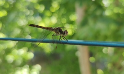 dragonfly on a leaf