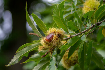 Castanea sativa ripening fruits in spiny cupules, edible hidden seed nuts hanging on tree branches, brown tasty nuts