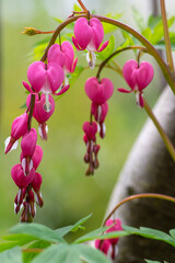 Dicentra spectabilis bleeding heart flowers in hearts shapes in bloom, beautiful Lamprocapnos pink...