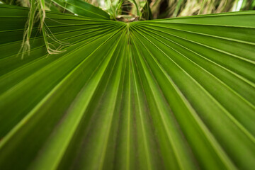 Palm leaf close-up as background.