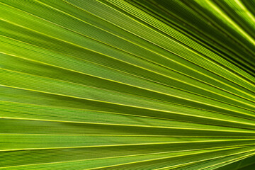 Palm leaf in backlight, close-up as background.