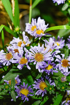 New York Aster