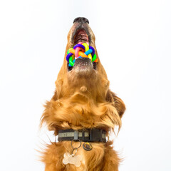 perro, dog, retriever, golden, setter, pet, pets, mascotas, mascota, juguete, animales domésticos,...