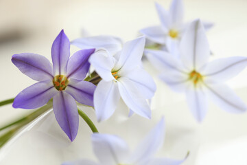 春の紫色の花ハナニラ