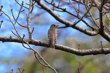 Obraz premium 木の枝にとまるエゾビタキ