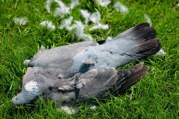 A dead wood pigeon bird on grass recently killed by a cat, surrounded by feathers