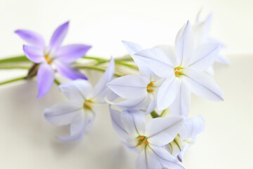 春の紫色の花ハナニラ