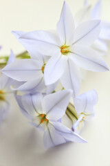 春の紫色の花ハナニラ