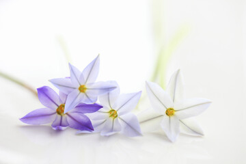 Obraz na płótnie Canvas 春の紫色の花ハナニラ