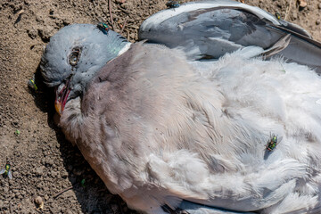 A dead wood pigeon bird on the ground with flies and ants
