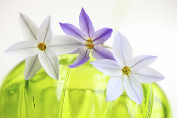 グリーンのガラスと春の紫色の花ハナニラ