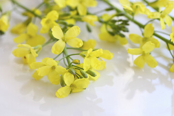 ブロッコリーの黄色い花