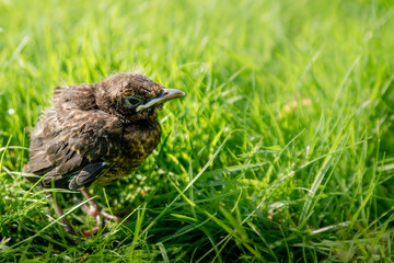 A fledgling blackbird chick in grass in the sun with open eyes