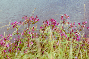 The pink purple flowers of Himalayan Balsam, an invasive weed on a river bank