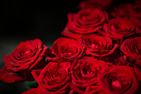 Red natural fresh bouqet of roses background pattern, macro studio shot