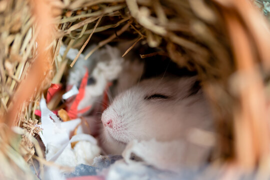 A white dwarf hamster asleep in a nest of paper and straw bedding