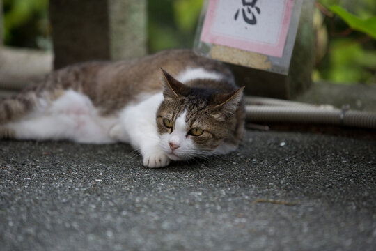 「猫 横」の写真素材 | 2,141件の無料イラスト画像 | Adobe Stock