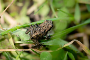 A small juvenile common toad in grass