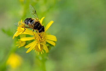 A honeybee with pollen on common ragwort yellow flower with white space