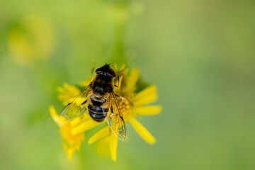 A honeybee with pollen on common ragwort yellow flower with white space