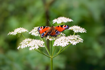 A bright red Peacock butterly resting on white umbelliferous flowers