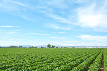 Fototapeta na wymiar Farmland of potato plants growing in a field.