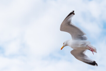 An adult herring seagull in flight with white space