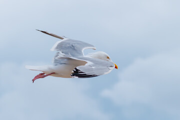 An adult herring seagull in flight